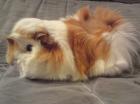 Meerschweinchenzucht hat Baby & Kastrat abzugeben