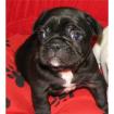 Französisch Bulldogge Welpen mit Papieren!