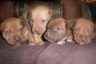 Pitbull Terrerier der Zuchtlinie Red Nose!