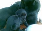 Labrador Retriever Welpen in schwarz