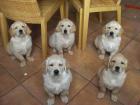 Golden Retriever-Welpen, hervorragend sozialisiert