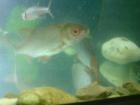 Frische Köderfische