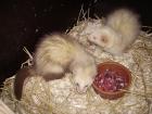 Frettchen, Fähen & Rüden