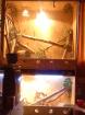 Verkaufe 2er OSB terrarium 2m H,1,25m L,0,70cm B mit tieren und inhalt und zubeh