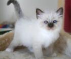 Heilige Birma Babys