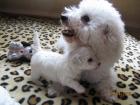 Zauberhafte Bichon Frise Welpen