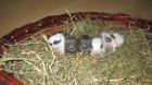 Supersüsse Zwergkaninchen-Löwenköpfchen-Babys