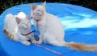 Balinesen Kitten, geimpft, Papiere, Hund gew.