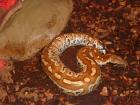1.0 Roter Blutpython  Python brongersmai 100% het Albino NZ09.