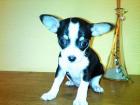 Chihuahua Weibchen, tricolor 