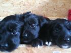 Golden retriever Mischlingswelpen