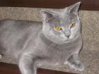BKH - Katze zu verkaufen 