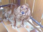 Verkaufe Cocker  Spaniel
