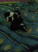Bordercollie Welpen