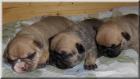 Französische Bulldoggen Welpen