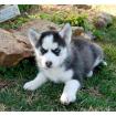 Stechend blauen Augen Siberian huksy welpen