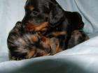 Zauberhafte Tiger Dackel Baby s am 19.04-0.7978 geboren !!!