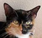 Dreifarbige, liebe Katze Martina!