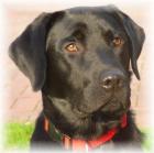 Mehrfacher V1 Labrador Retiever sucht Hündin zum decken