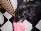 Hunde in Pflege