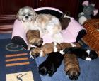 Verkaufen Shih Tzu Babys o. Papiere