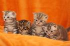 BKH Tabby Katerchen