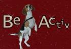 Beagleactiv.de Das BeagleForum 