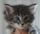 Suche Katzenbaby