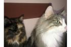 Norwegische Waldkatze (m)+Sibirische Waldkatze (w) 