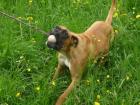 Boxerwelpen mit Papieren abzugeben