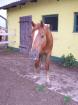Suche Fuchswallach Aron
