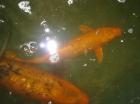 Koi - Ogon, gelb + orange,35cm, je 50,-€,  Ginrin 45cm, 80,-€