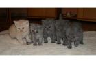 Hübsche Selkirk Rex Kitten abzugeben