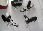 Reinrassige Chihuahua welpen abzugeben 9 W. alt