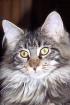 Maine Coon Joungster
