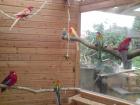 Verkaufe Prachtrosellas, Pennantsittiche, Nymphen, Wellensittiche 