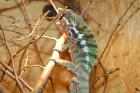Furcifer Pardalis Diego Suarez   2.4