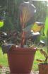 Ensete Maurelli abzugeben