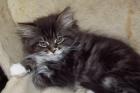 Maine Coon - Edelmix Kätzin