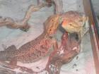 Verkaufe 2 ausgewachsene Bartagame mit Terrarium