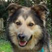 JOVI - Collie-Mix - 3 Jahre - Tierhilfe-Franken e.V.