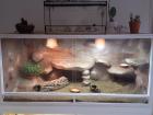Terrarium (150x70x70) Komplett+Farb-Bartiweibchen