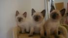 Siamkatzenbabies