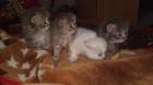 Perserbabys suchen ein neues liebevolles Zuhause