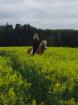 Suche nette Reitbeteiligung 