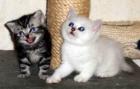 Süsse Britisch Kurzhaar Katzen