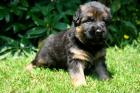Altdeutsche Schäferhunde von Cassandra