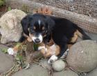 Entlebucher/ Appenzellerwelpen
