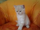 BKH Kater 12 Wochen Creme / Weiß m. Papieren