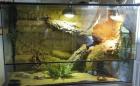 Bartagame inkl. Terrarium +Deko abzugeben